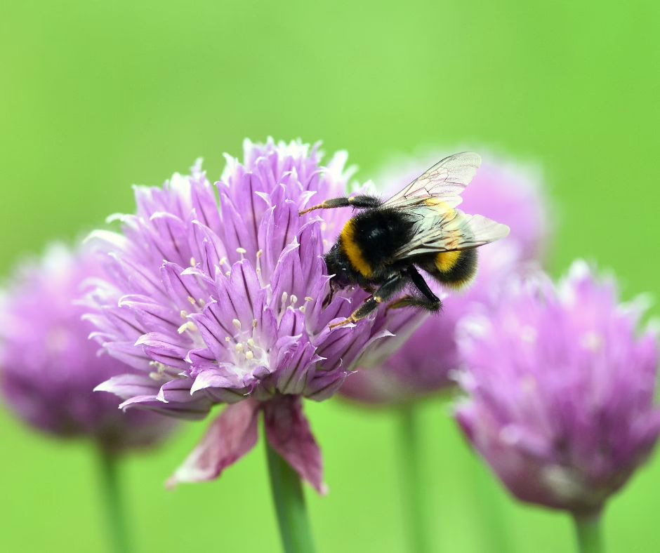 hyötyviljelyä luontoystävällisesti - pölyttäjät