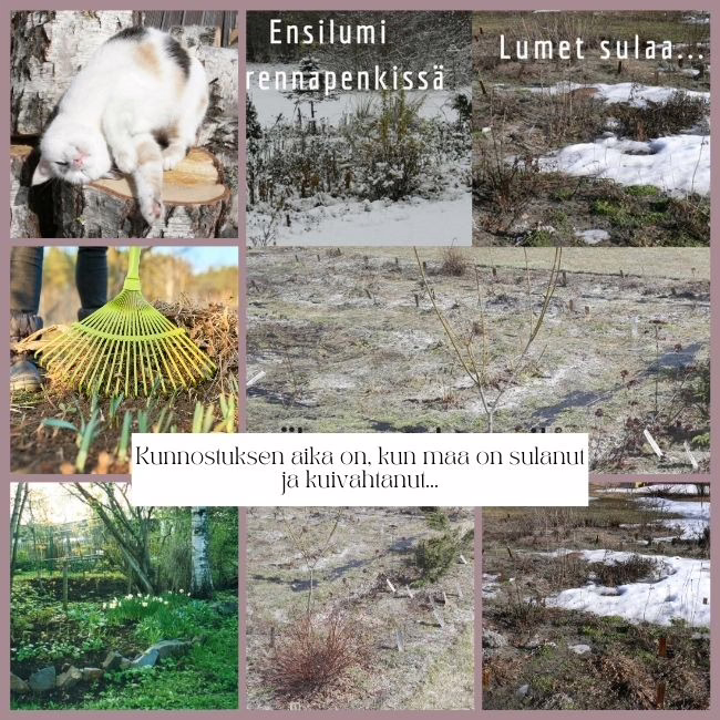 Perennapenkin kevätsiivous - ajoita oikein