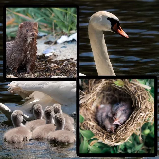 vieraslajit luonnossa - minkki