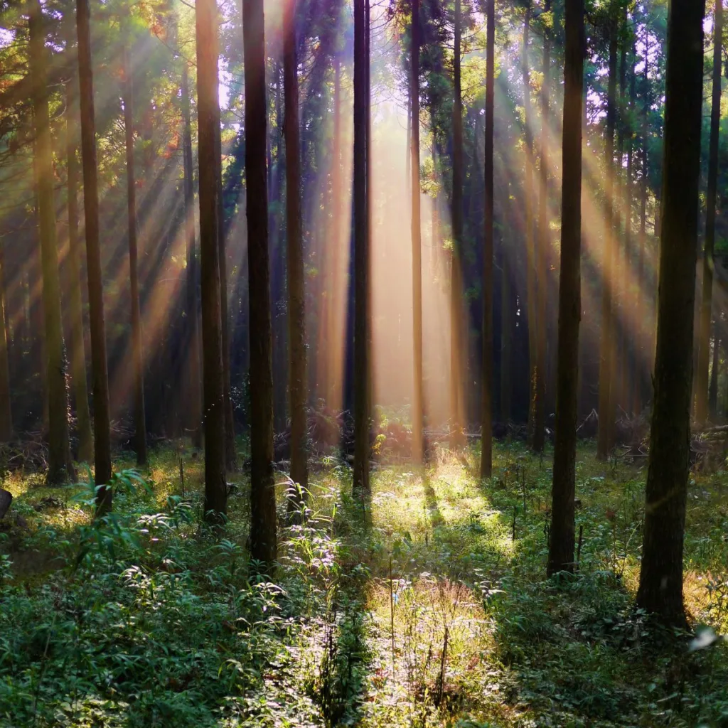 arboretumin perustaminen olemassa olevaan metsään on helppoa