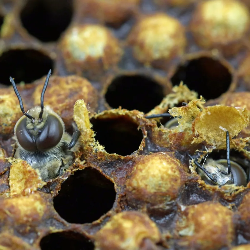 kuoriutuvia mehiläisiä