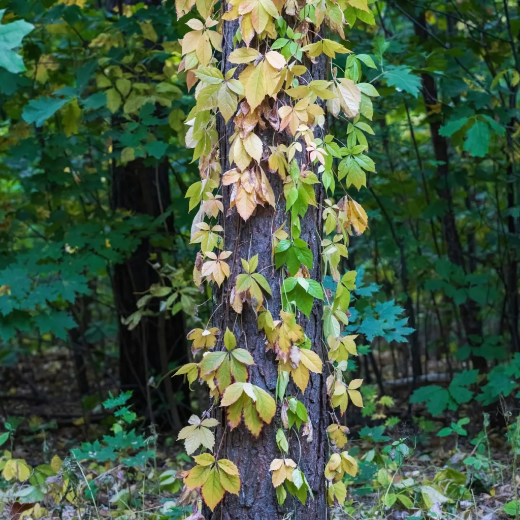 kiipeilevät köynnökset kuuluvat arboretumiin