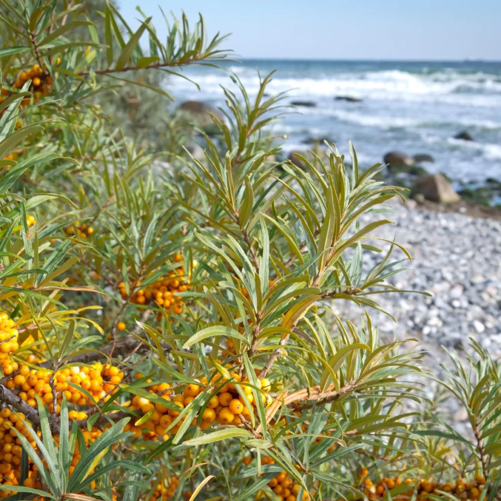 tyrni viihtyy rannalla