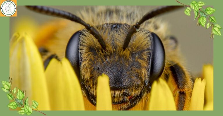 Lisää pölyttäjiä – näin parannat pihasi kukkajatkumoa