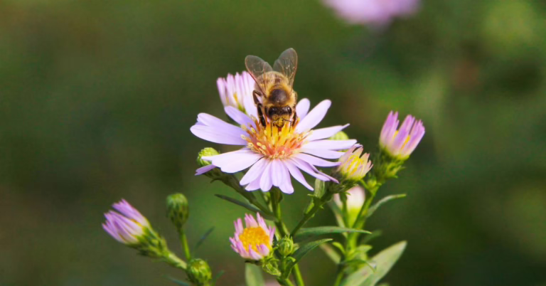 Monimuotoisuus puutarhassa – tutki ja suojele hauskalla tavalla!