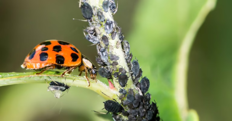 Luonnollinen tuholaistorjunta – mitä jokaisen kotipuutarhurin pitäisi tietää tuholaisista!
