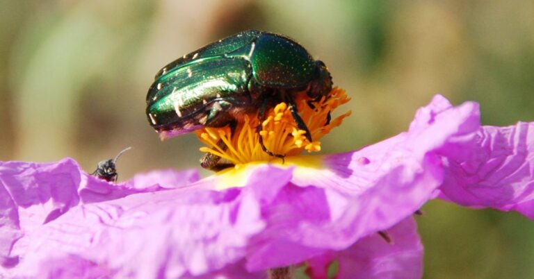 Bongaa pörriäiset – opi tuntemaan pihan pölyttäjät