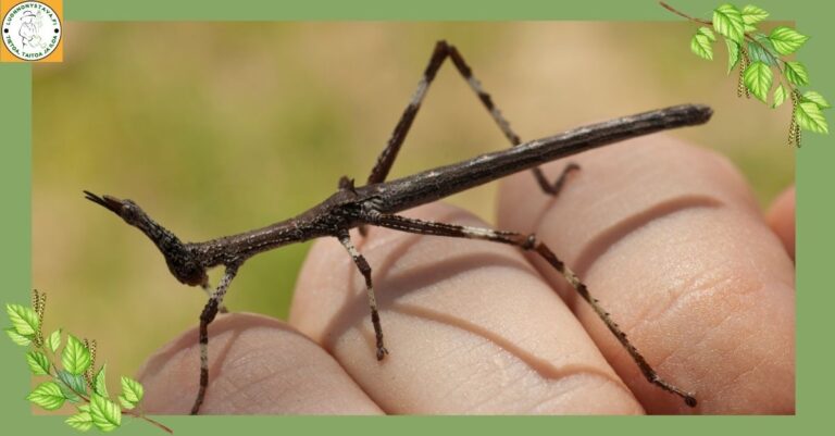 Tuholaisia ei tarvitse pelätä – näin teet ötököistä liittolaisia
