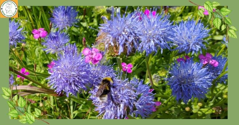 Kasvit viihtyvät yhdessä – Kerroksellinen istutus ekologisena ratkaisuna