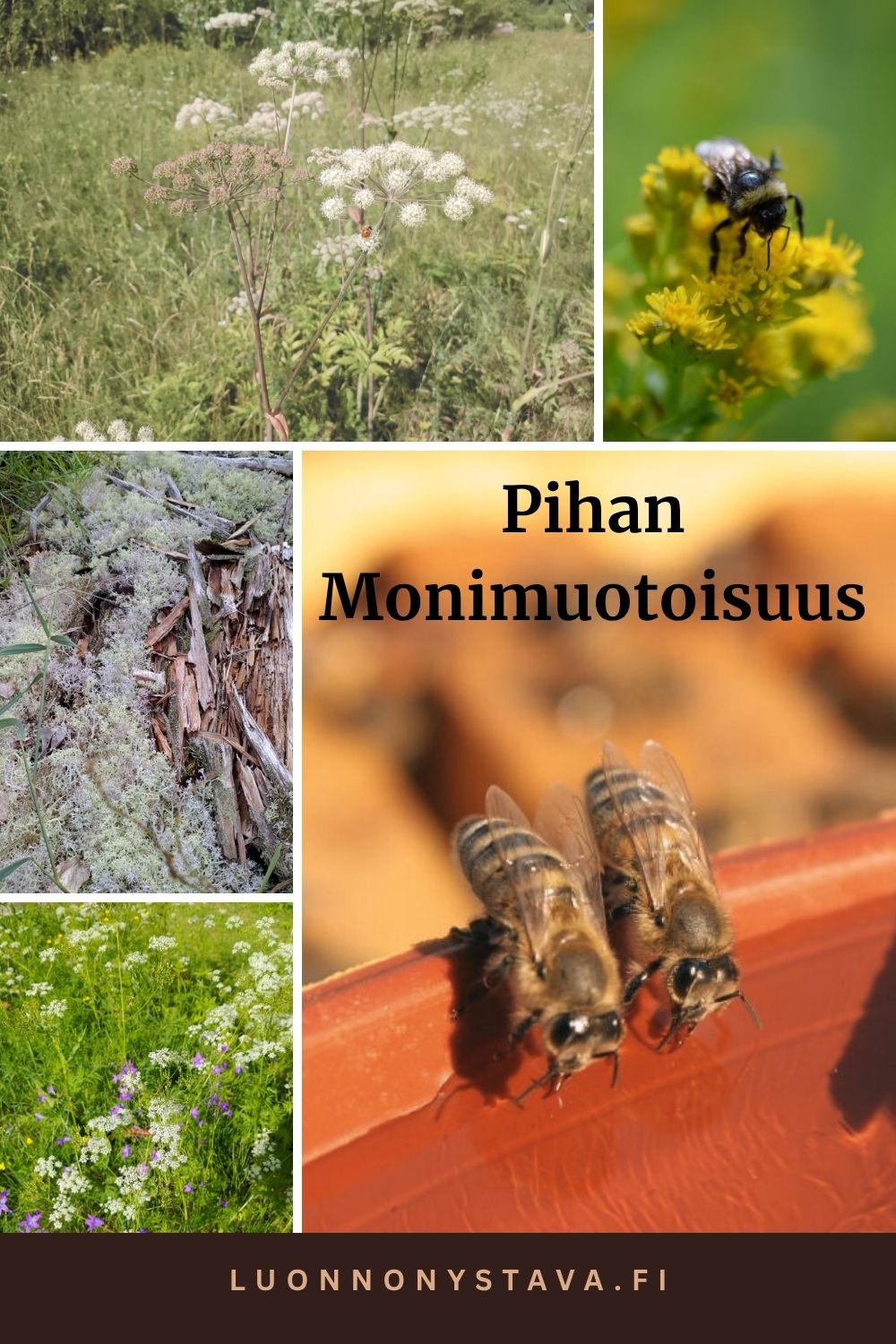 Pihan monimuotoisuus ei synny kieltämällä - niittykurssi