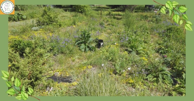 Pihan monimuotoisuus ei synny kieltämällä