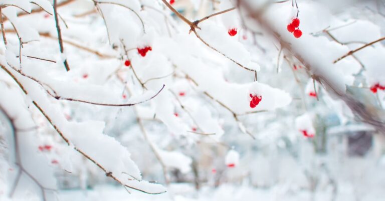 Miksi kevät epäonnistuu jo talvella?
