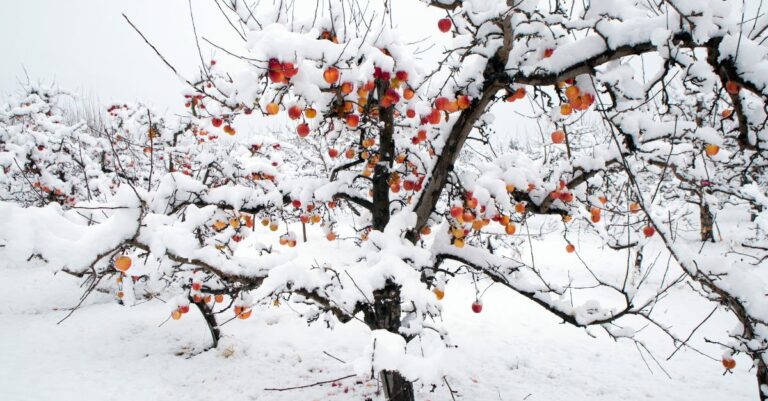 Lumiset omenapuut talvipuutarhassa – helppous syntyy ymmärryksestä