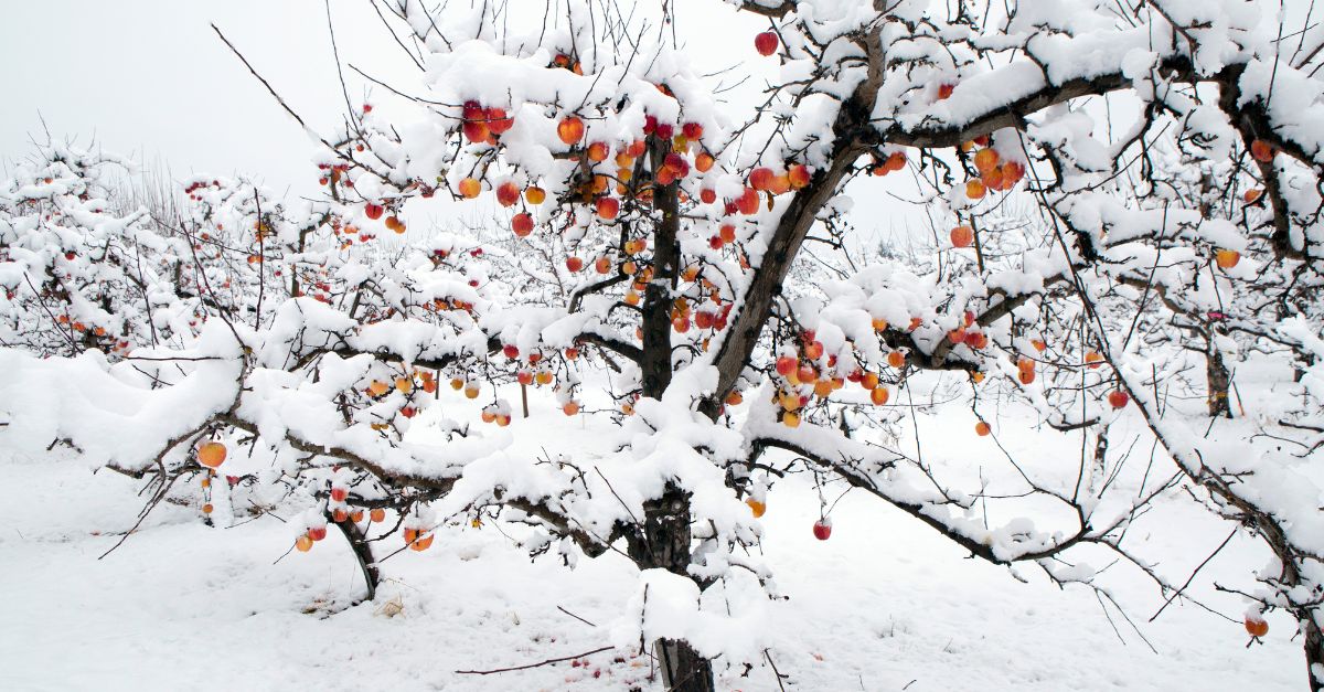 Lumiset omenapuut talvipuutarhassa – helppous syntyy ymmärryksestä