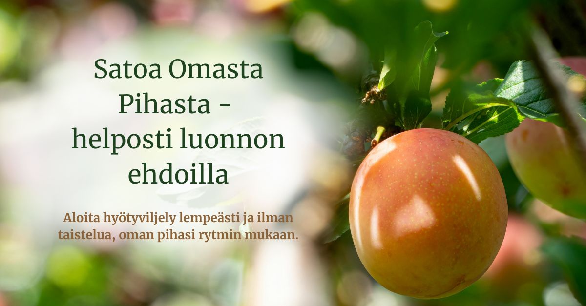 Satoa Omasta Pihasta