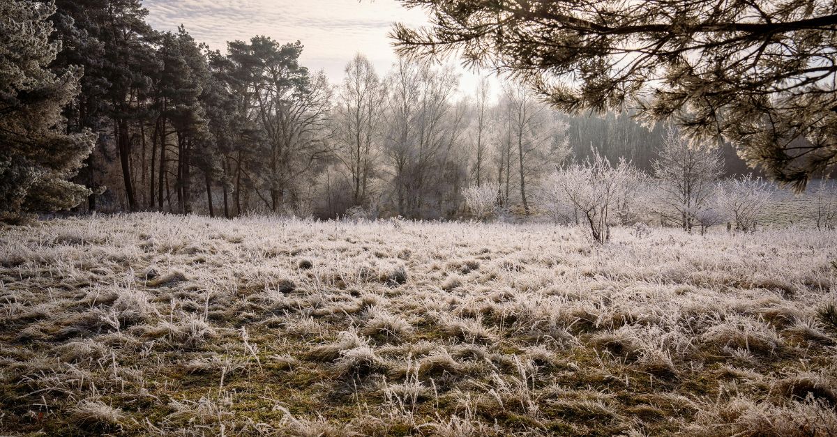 Kuuraista talvista pihamaisemaa tammikuussa