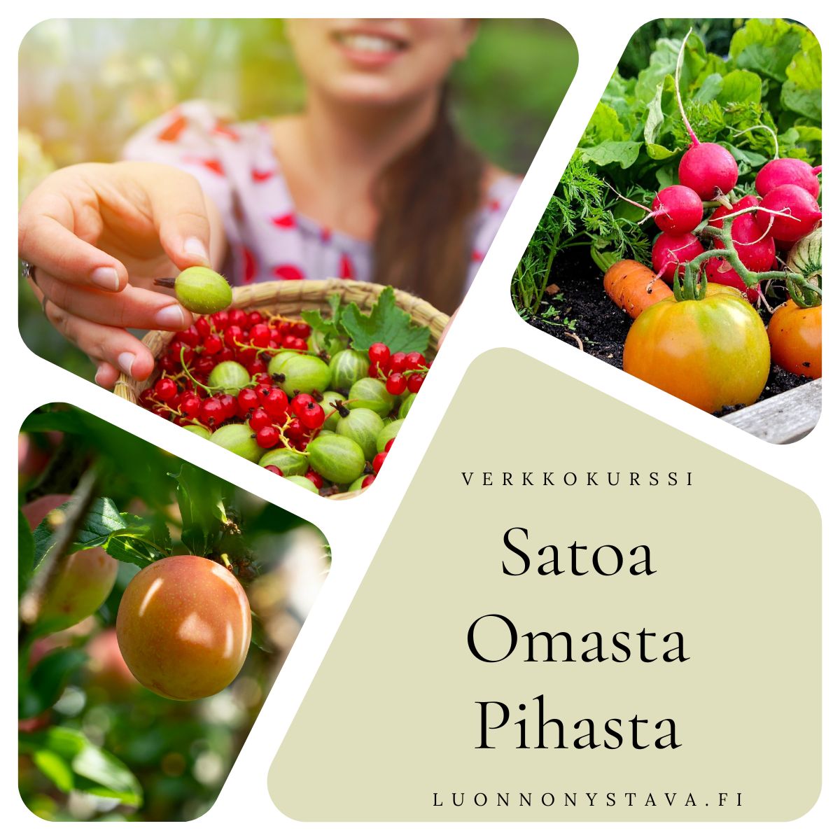 Satoa omasta pihasta - aloittelijan hyötykasvikurssi