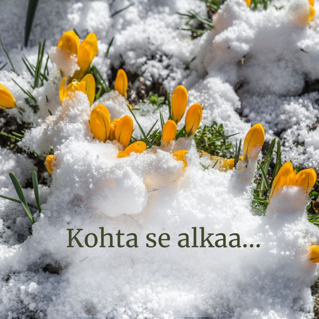Krookukset lumen alla – kevään alku yllättää nopeasti.