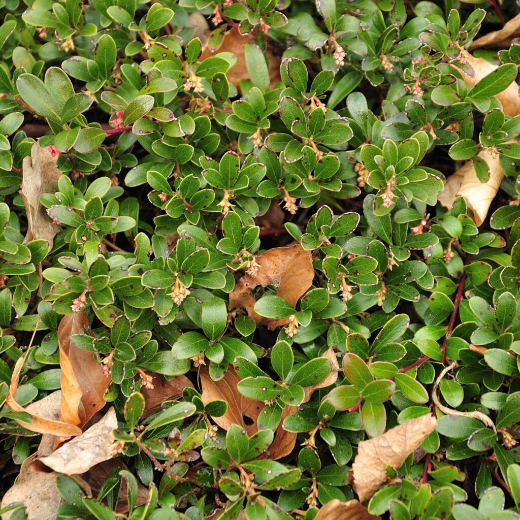 Maanpeitekasvit sitovat maata ja vähentävät kitkemisen tarvetta pihan rakenteessa