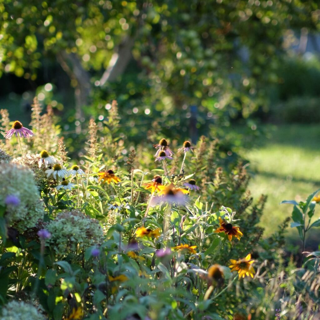 Monimuotoinen istutus tekee pihasta tasapainoisen ja helppohoitoisen vuodesta toiseen