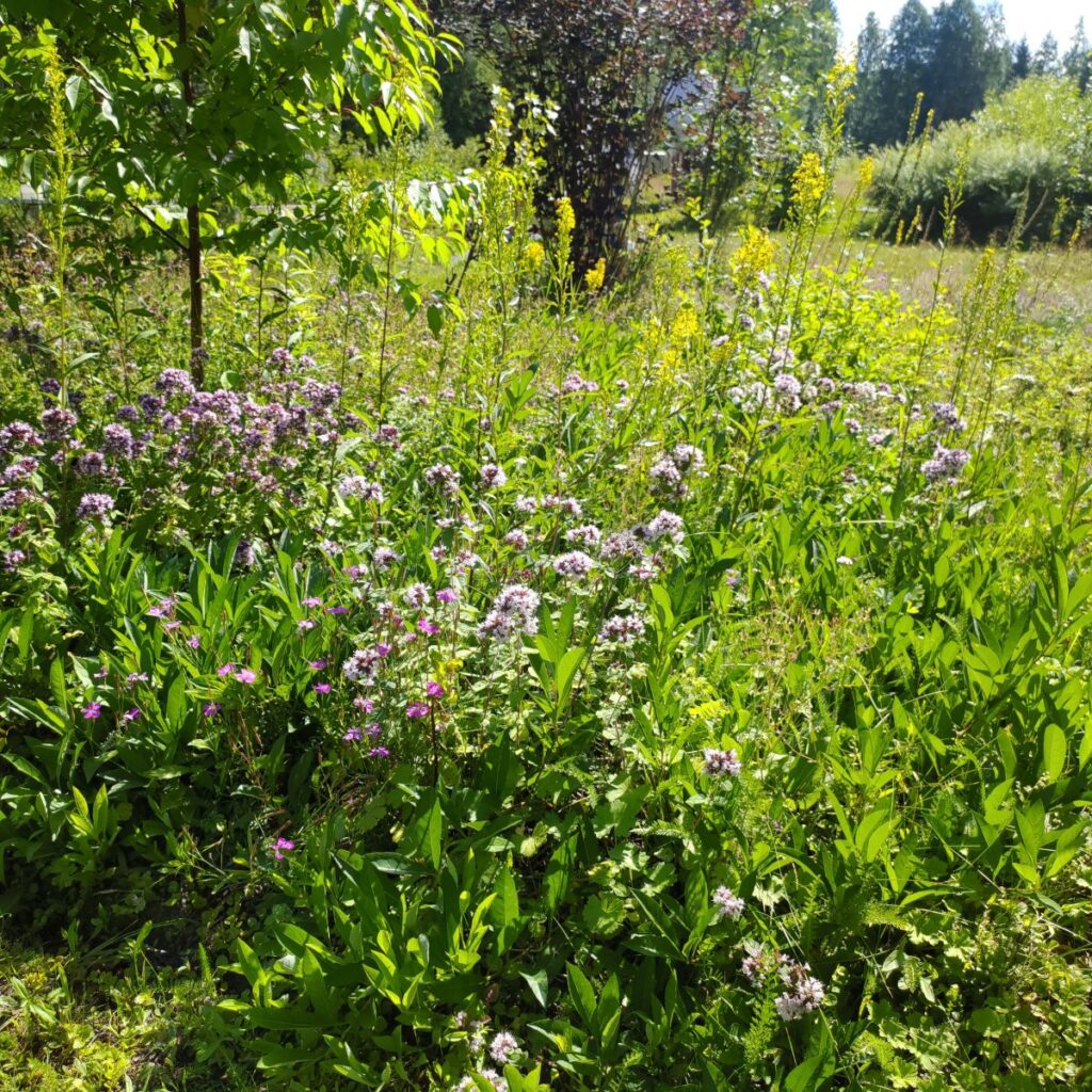 Monimuotoinen ja kerroksellinen piha on helpompi hoitaa