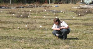 Puutarhuri tarkkailee pihaa varhaisessa keväässä – milloin pihatyöt kannattaa aloittaa