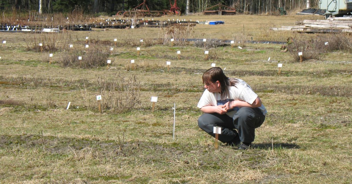 Puutarhuri tarkkailee pihaa varhaisessa keväässä – milloin pihatyöt kannattaa aloittaa