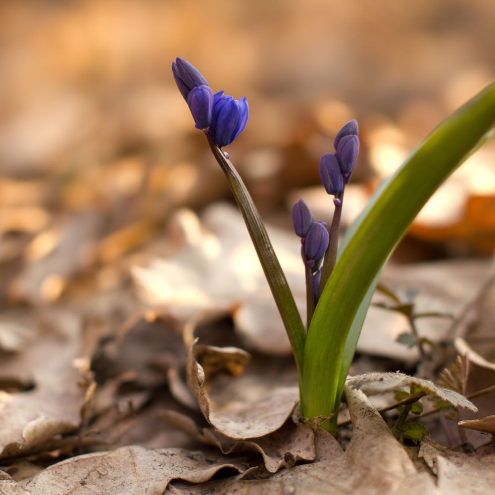 Kevätkukat kasvavat karikkeen läpi – luonnon rytmi puutarhassa varhaisessa keväässä