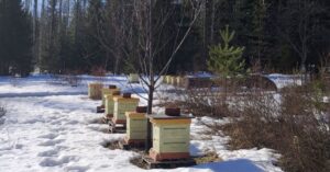 Mehiläispesät varhaisessa keväässä – lunta maassa ja aurinkoinen sää puutarhassa