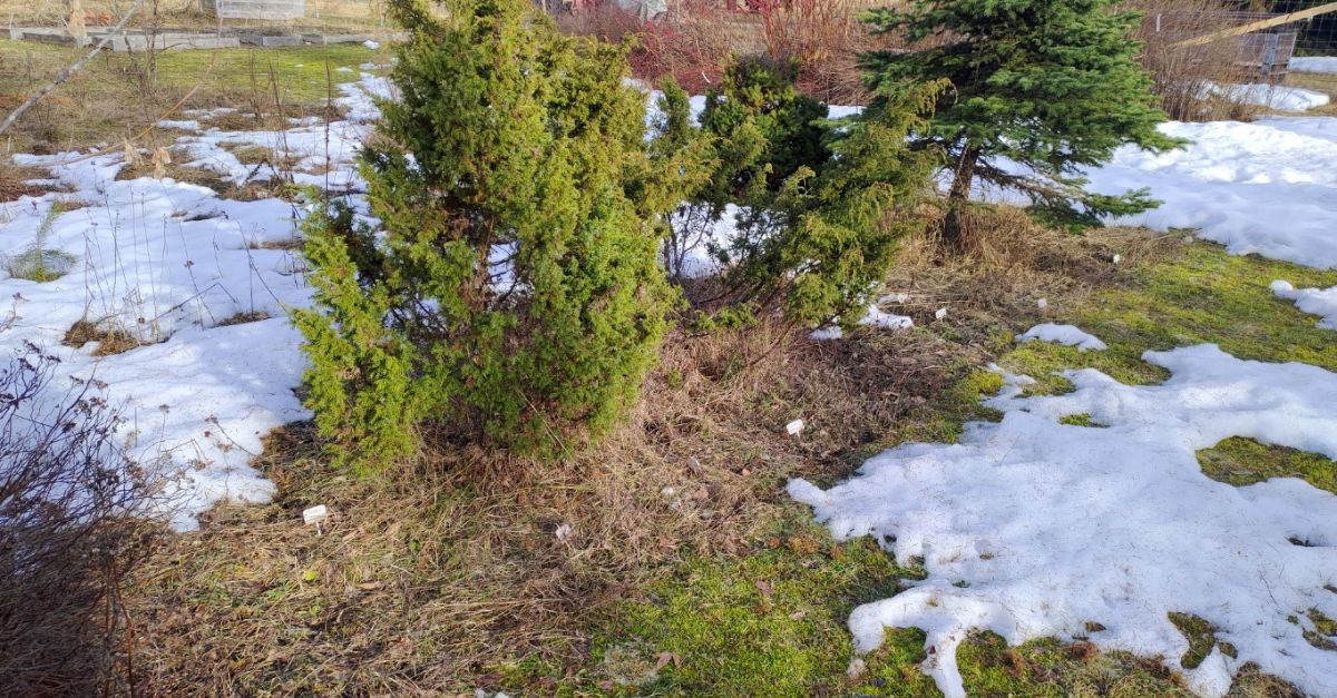 Varhainen kevät puutarhassa – sulanut maa ja lumilaikut pihassa