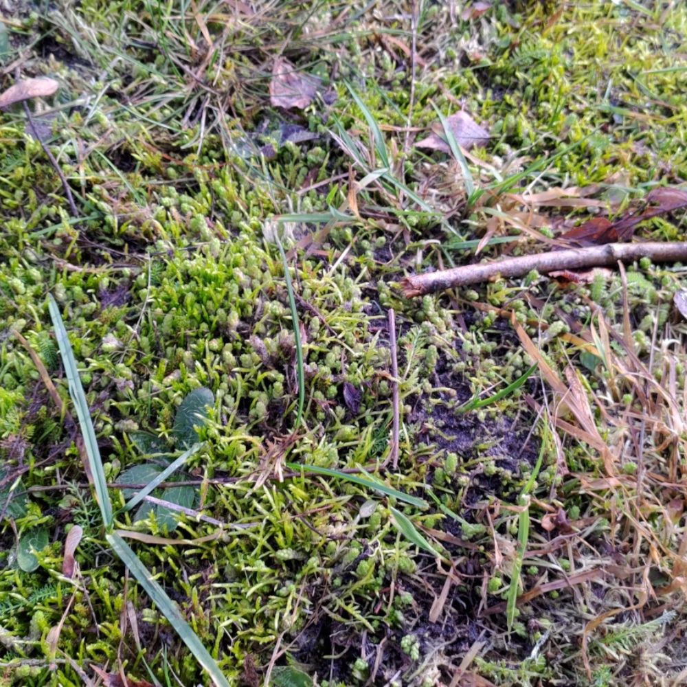 Keväinen maan pinta puutarhassa – sammalta ja kosteaa maata varhaisessa keväässä