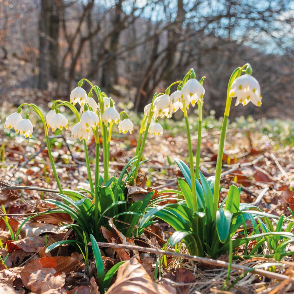 Kevätkukat karikkeessa puutarhassa – varhainen kukinta lehtien suojassa