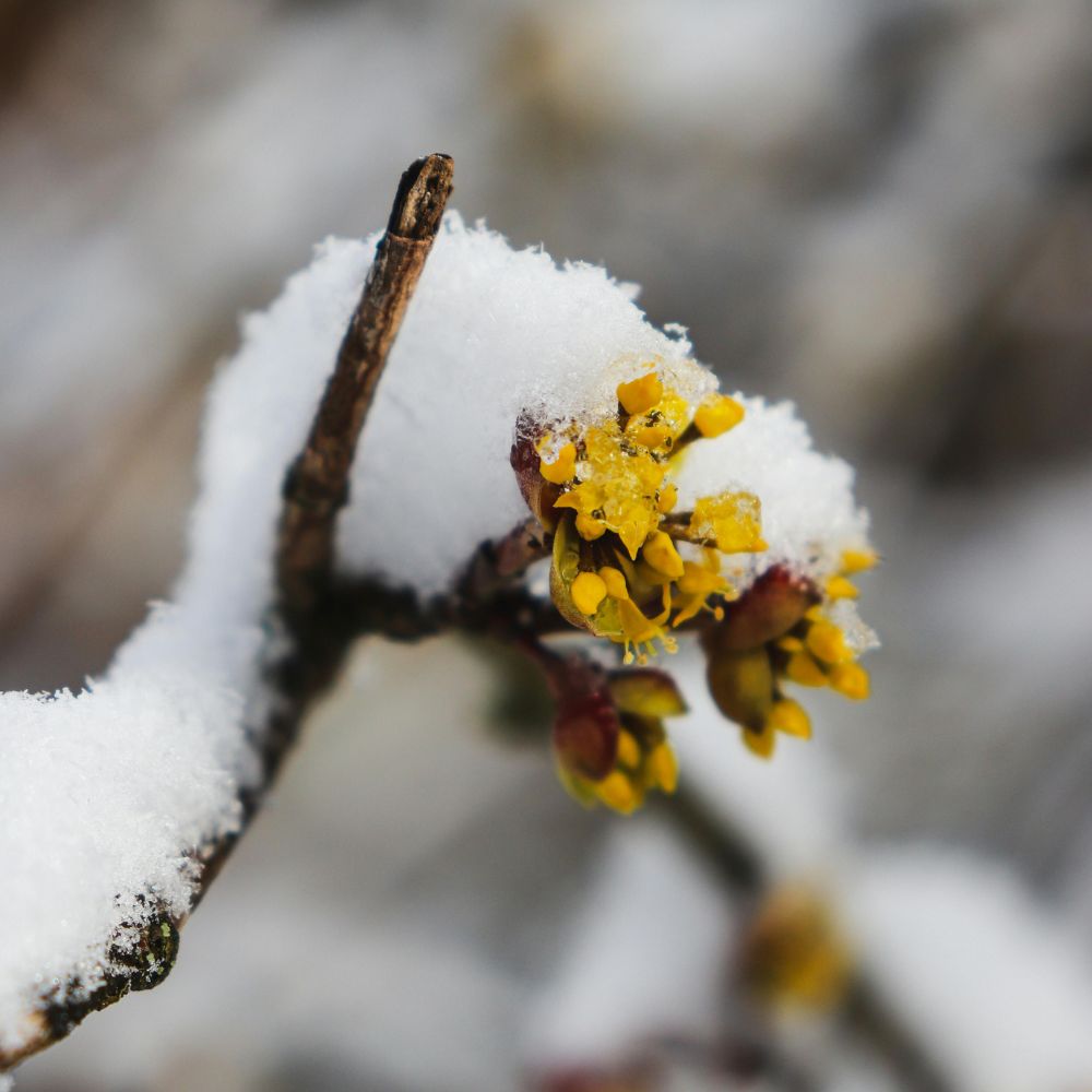 Kevätkukka lumen alla – varhainen kevät ja pakkasen riski puutarhassa