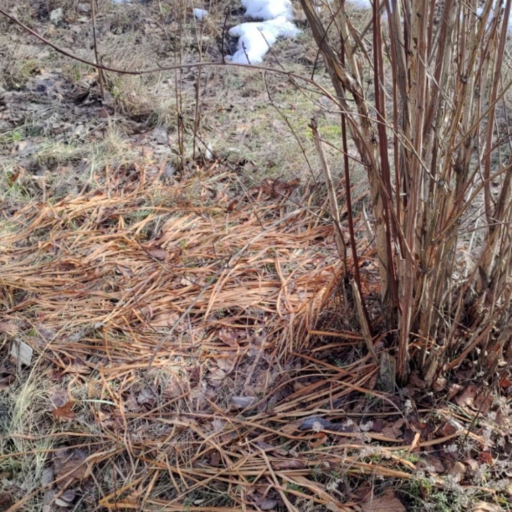 Milloin aloittaa pihatyöt keväällä? Kun routa on kunnolla sulanut